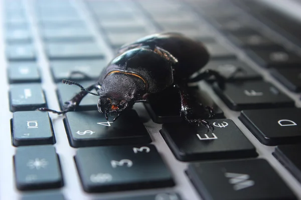Laptop klavye üzerinde böcek