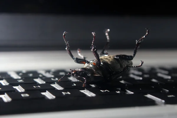 Bug morto sulla tastiera del computer portatile — Foto Stock