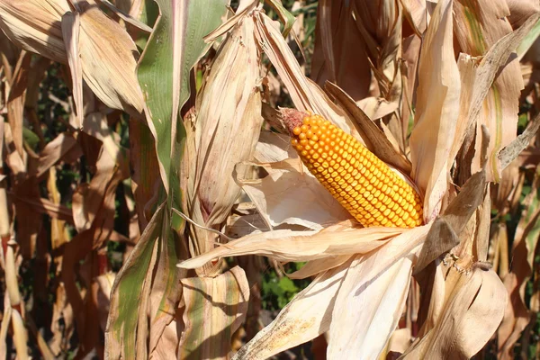 Maïs sec dans le champ de maïs Images De Stock Libres De Droits