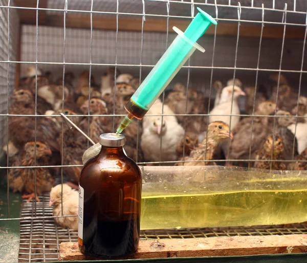 Seringue antibiotique près de la cage patridge Images De Stock Libres De Droits