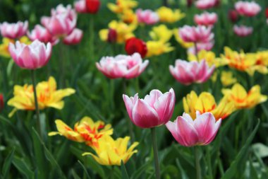 Bahar çok renkli Lale