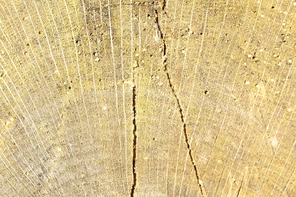 Texture of tree stump — Stock Photo, Image