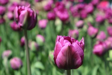 Pembe laleler yakın plan.