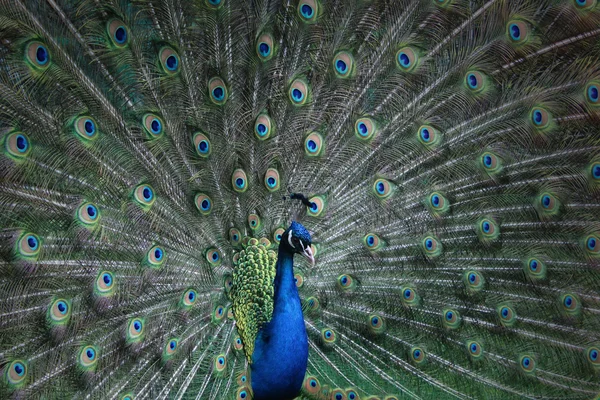 Tüyleri Tüylü Tavuskuşu