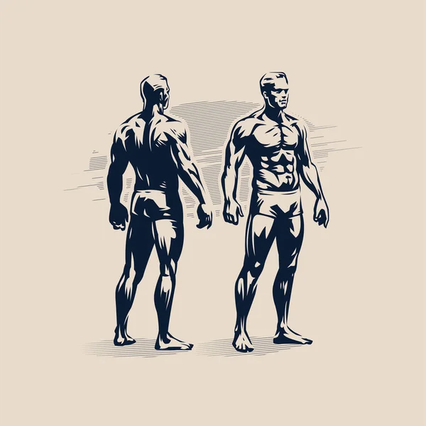 Фигура мускулистого человека. — стоковый вектор