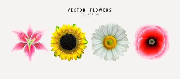 Vector Flowers, buds set isolated on white background. Lily, sunflower, chamomile, poppy. Realistic flowers collection. Decorative design elements — Stock Vector