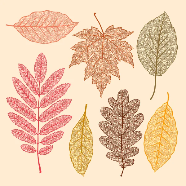 Herfst bladeren, geïsoleerde gedroogde bladeren set, vector illustratie. — Stockvector