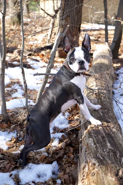 Boston terrier dans une forêt d'hiver — Photo