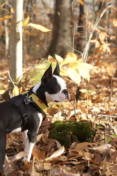 Portrait de chien terrier de Boston dans une forêt d'automne — Photo