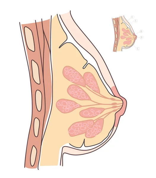 Oldalon Látható Diagram Női Mell Közelről Mutatja Helyzetét Emlőmirigyek Vektor — Stock Vector