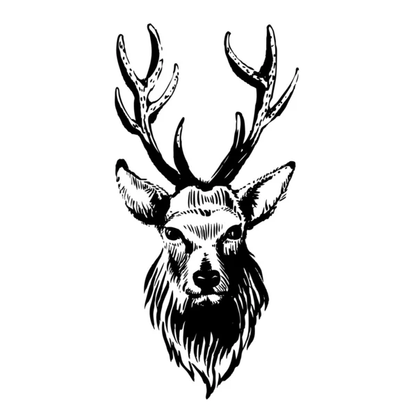 Agancsos szarvas. Grafikai rajz tetoválás — Stock Vektor © orensila ...