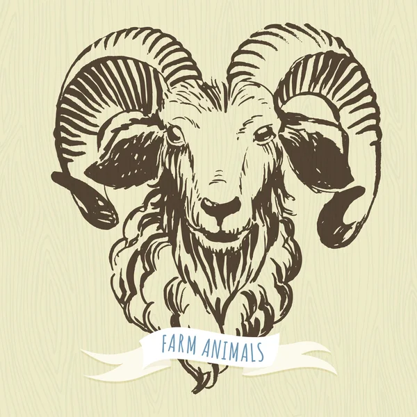 Marker hand-drawn farm animals: ram (sheep). — Stock Vector