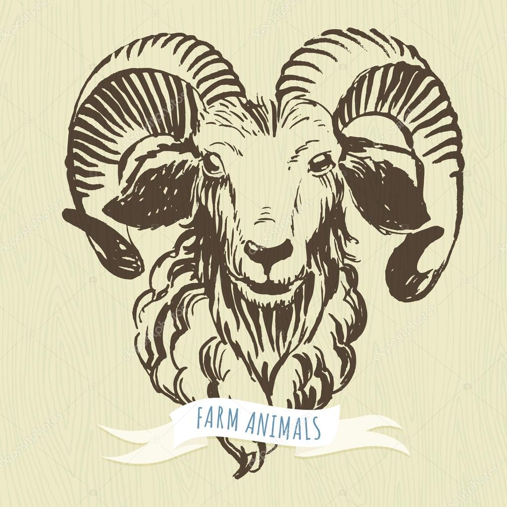 Vector illustration Marker hand-drawn farm animals: ram (sheep).