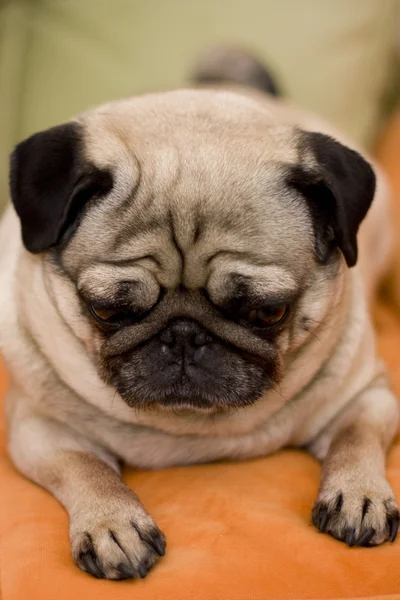 Pug dog puppy. Close-up shot — Stock Photo, Image