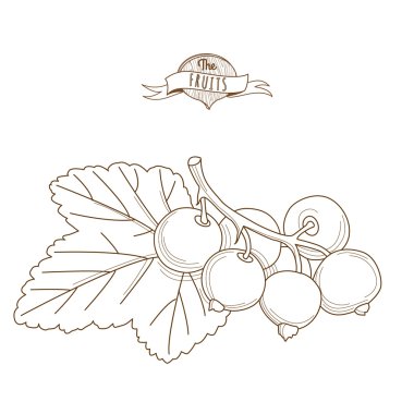 Outline hand drawn blackcurrants with leaves (flat style, thin l clipart