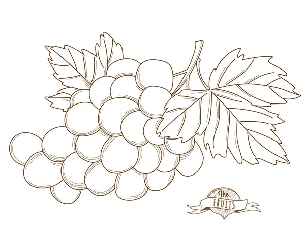Ilustracja wektorowa zarys ręcznie rysowane winogron (urządzony, cienka li — Wektor stockowy