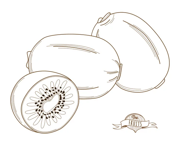 Illustration vectorielle Schéma kiwi dessiné à la main (style plat, fin li — Image vectorielle