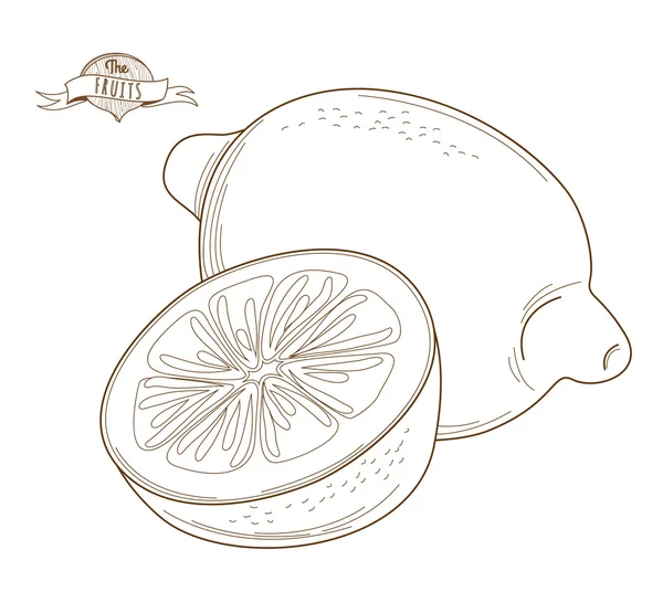 Векторная иллюстрация Контур ручной работы лимона (плоский стиль, тонкий л — стоковый вектор