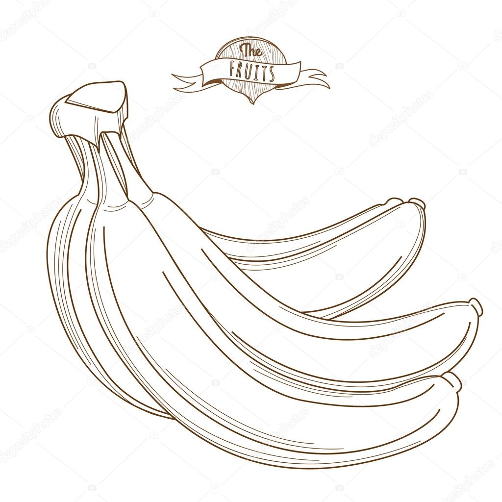 Vector illustration Outline hand drawn bunch of bananas (flat style, thin line). Isolated on white background
