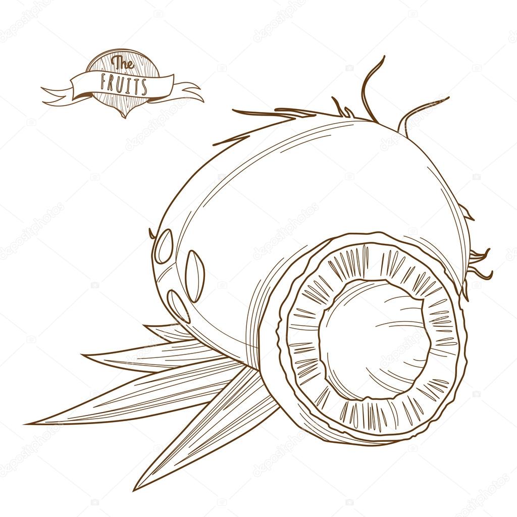 Vector illustration Outline hand drawn coconut with leaves (flat style, thin line). Single coconut, part of coconut, isolated