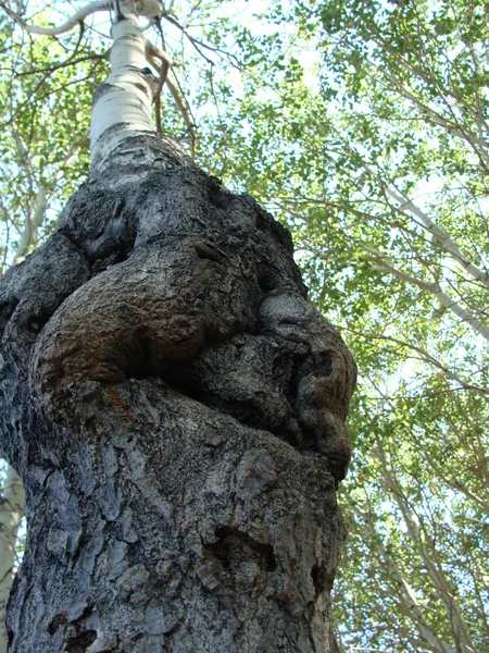 Naturen roliga saker. Bektau-Ata — Stockfoto