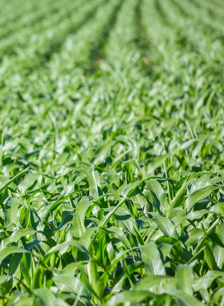 Nahaufnahme auf grünem Maisfeld — Stockfoto