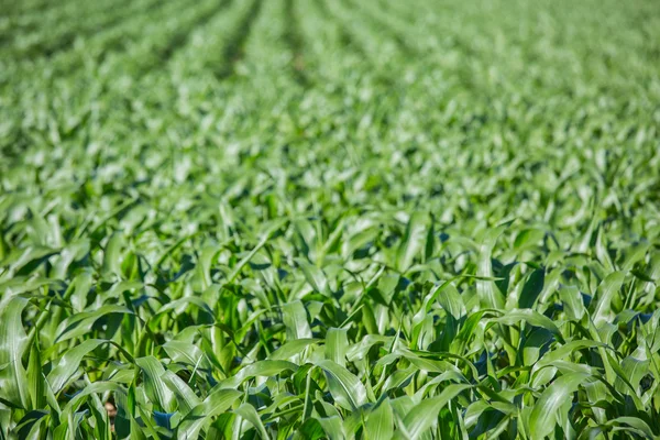 Primer plano en el campo de maíz verde —  Fotos de Stock