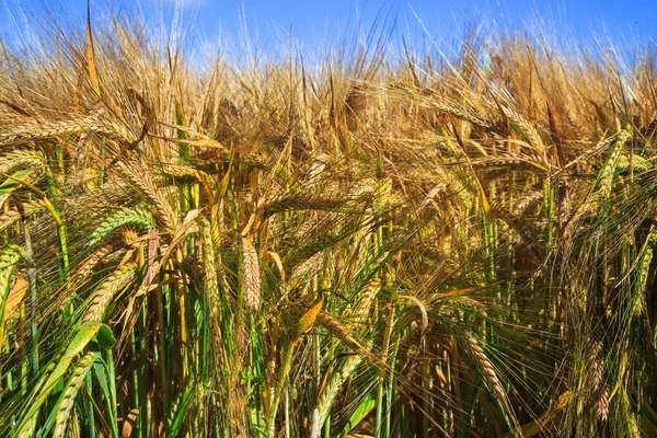 Campo di grano dorato e giornata di sole — Foto Stock
