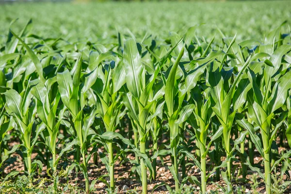 Primo piano sul campo di mais verde — Foto Stock