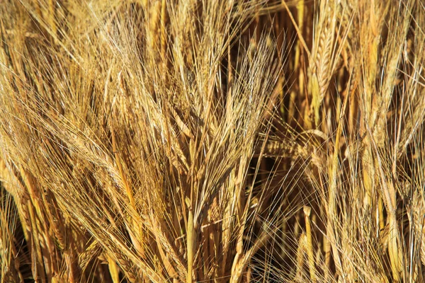 Campo de trigo dorado y día soleado — Foto de Stock