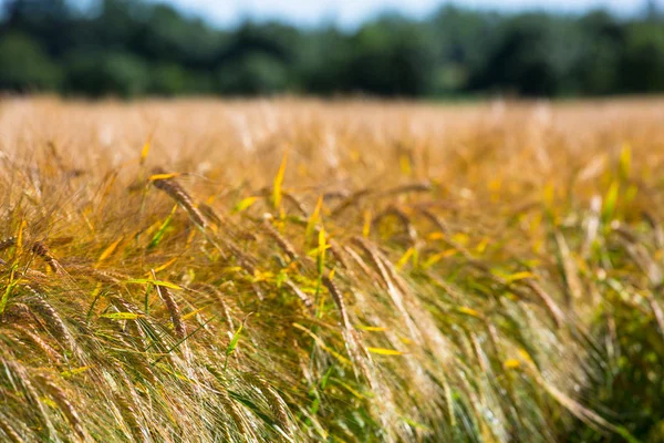 Золоте пшеничне поле і сонячний день — стокове фото
