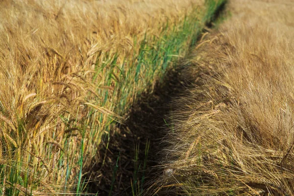 Campo de trigo dourado e dia ensolarado — Fotografia de Stock