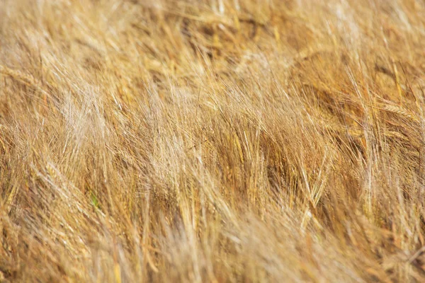 Goldenes Weizenfeld und sonniger Tag — Stockfoto