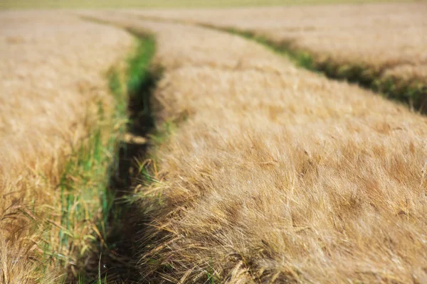 Goldenes Weizenfeld und sonniger Tag — Stockfoto