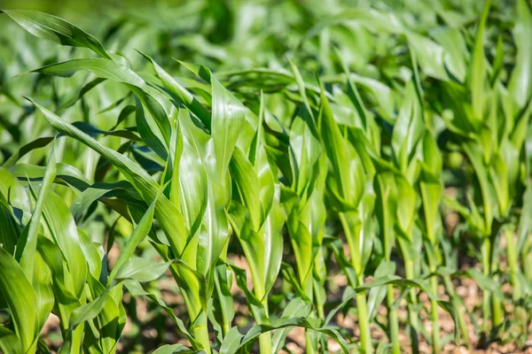 Nahaufnahme auf grünem Maisfeld — Stockfoto