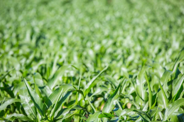 Primer plano en el campo de maíz verde — Foto de Stock