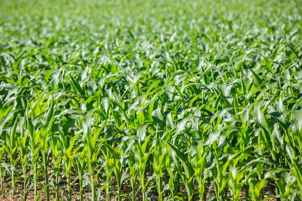 Primo piano sul campo di mais verde — Foto Stock