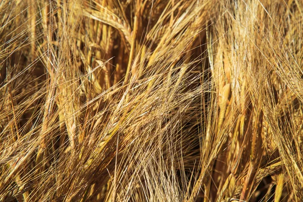 Campo de trigo dorado y día soleado — Foto de Stock