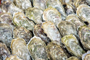 Oysters background close-up clipart