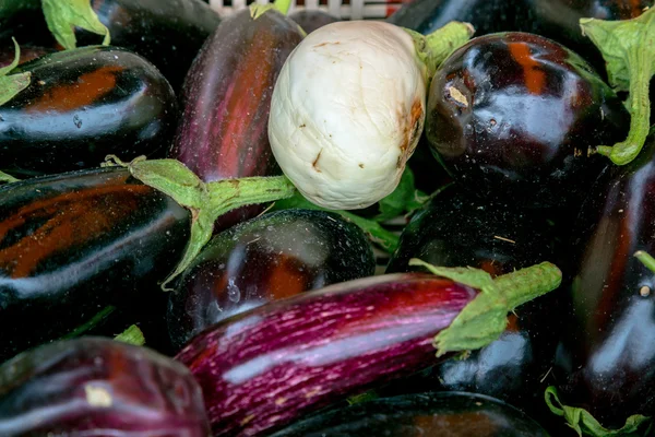 Fresh aubergines - eggplants — Stock Photo, Image