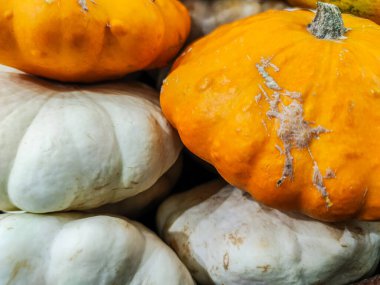 Çiftçi pazarındaki bir sürü küçük balkabağına odaklanmış.