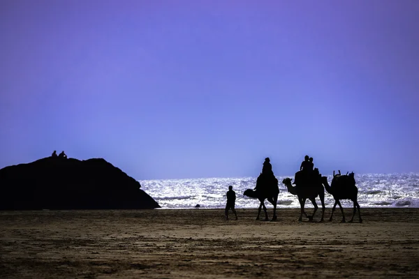 Караван верблюдов, идущих к морю — стоковое фото