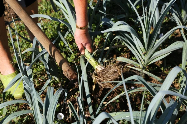 Woman's hands rooting out the leek from the soil — Stock Photo, Image