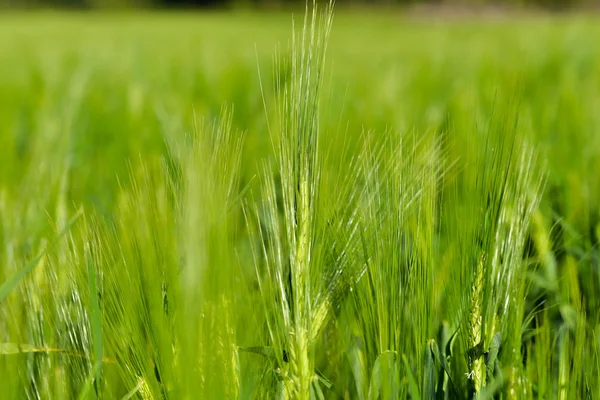 Endless field of newly grown wheat — Stock Photo, Image