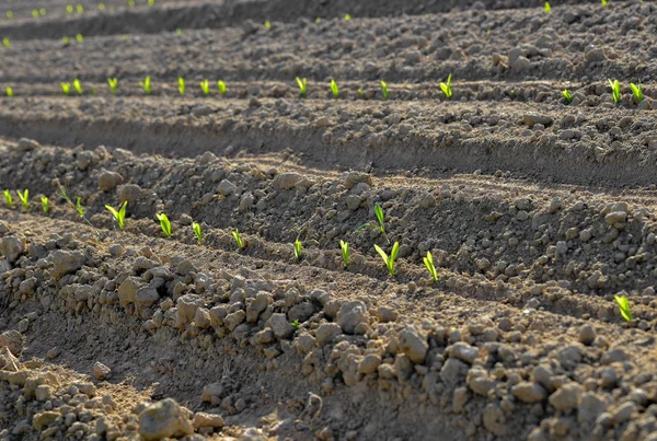Крошечные кукурузные ростки, выстроенные в длинные ряды в саду — стоковое фото