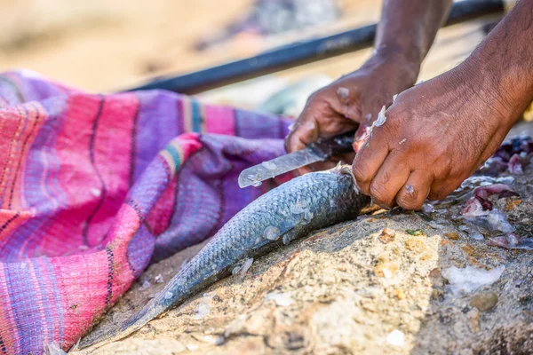 Fechar as mãos do pescador limpando o peixe fresco — Fotografia de Stock