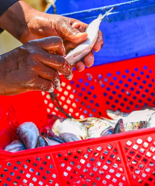 Avvicinamento alle mani del pescatore cernita del pesce fresco — Foto Stock