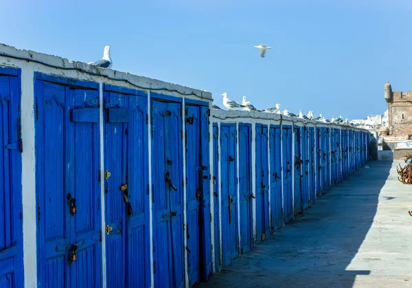 Seagulls lined along the tops of blue lockers — Stock Photo, Image
