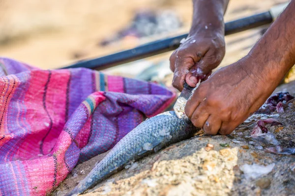 Fechar as mãos do pescador limpando o peixe fresco — Fotografia de Stock