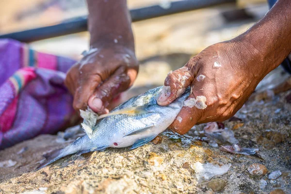 Fechar as mãos do pescador limpando o peixe fresco — Fotografia de Stock